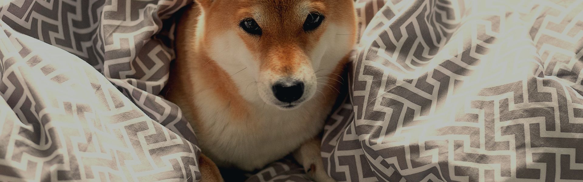 fluffy red shiba inu lying in a bed covered with a blanket