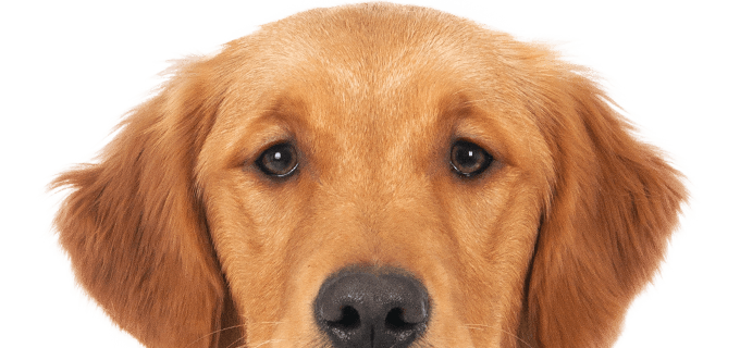head of golden retriever dog on transparent background