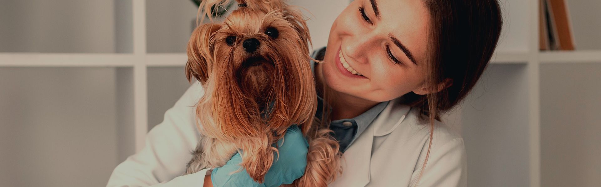 veterinarian holding brown furry dog