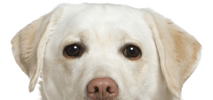 head of labrador dog on transparent background