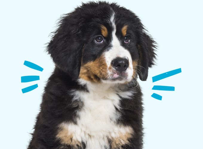 bernese mountain puppy on blue background