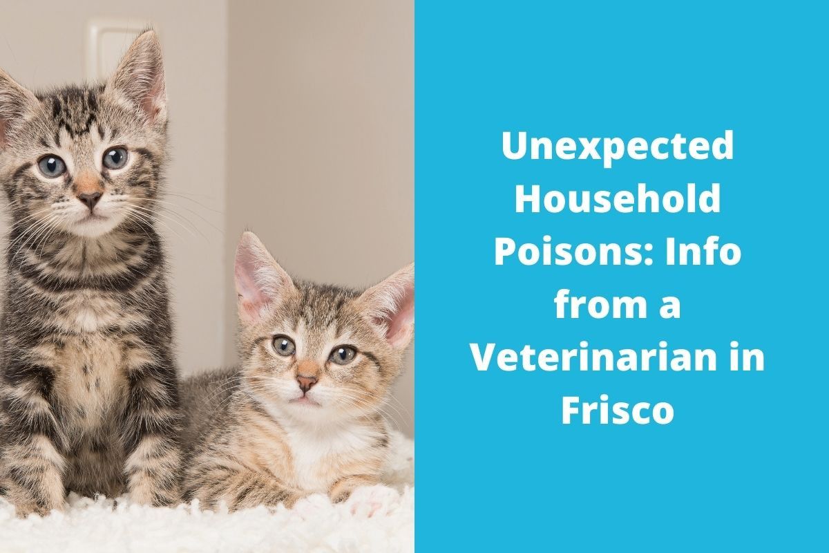 20220325-044109Unexpected-Household-Poisons-Info-from-a-Veterinarian-in-Frisco