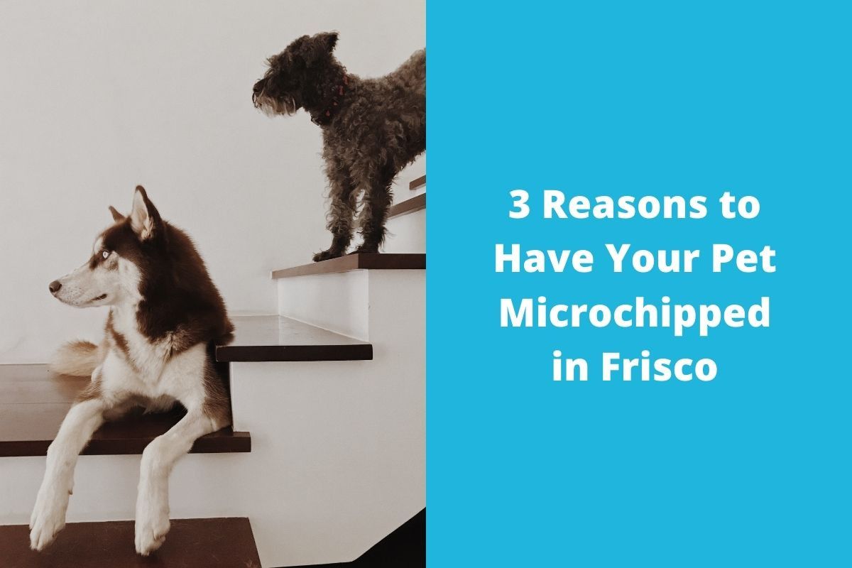 20220330-0313333-Reasons-to-Have-Your-Pet-Microchipped-in-Frisco