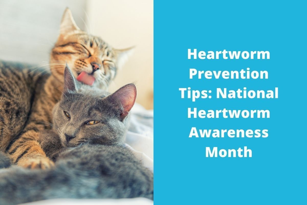 20220415-231607Heartworm-Prevention-Tips-National-Heartworm-Awareness-Month-April-is-National-Heartworm-Awareness-Month.-With-summer-and-mosquito-season-on-the-horizon-theres-never-been-a-better-time-to-improve-your-knowledge-of-