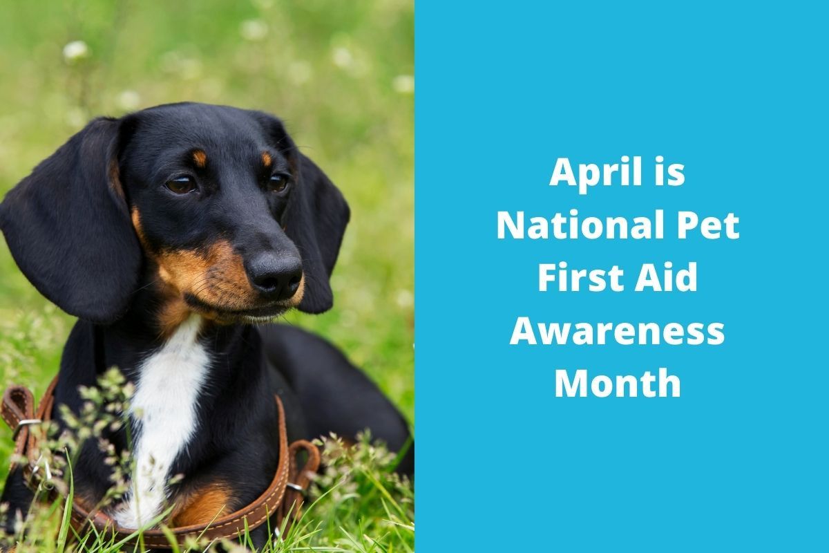 20220429-081421April-is-National-Pet-First-Aid-Awareness-Month