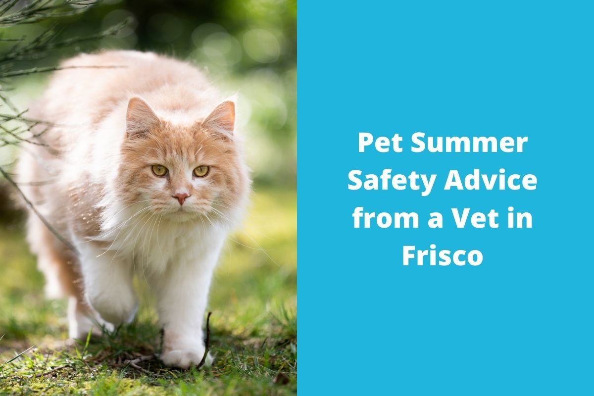 20220530-061229Pet-Summer-Safety-Advice-from-a-Vet-in-Frisco