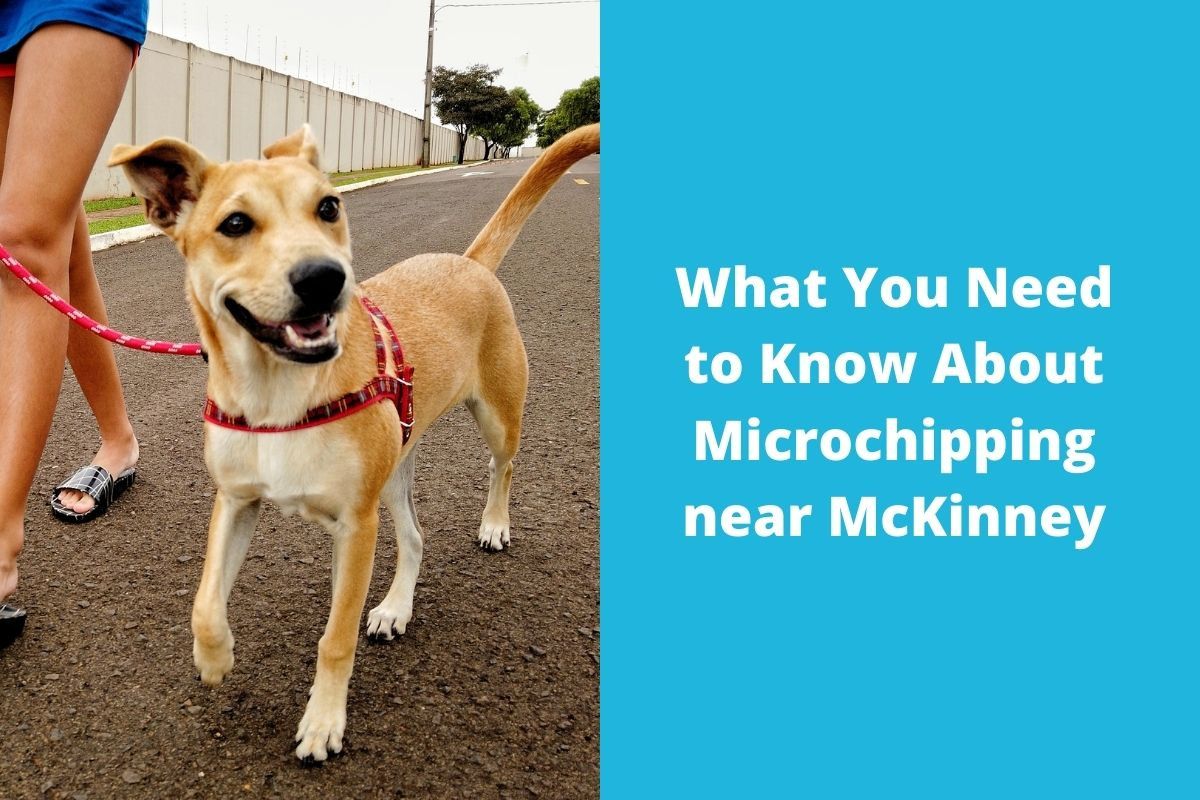 20220530-062107What-You-Need-to-Know-About-Microchipping-near-McKinney