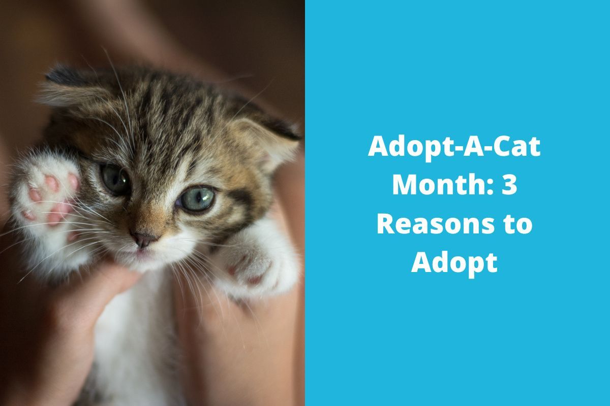 20220629-065408Adopt-A-Cat-Month-3-Reasons-to-Adopt
