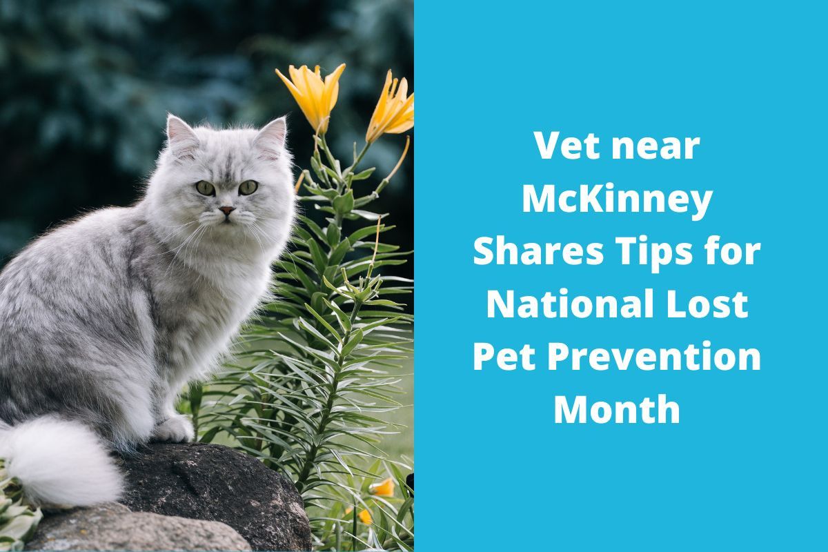 20220727-064014Vet-near-McKinney-Shares-Tips-for-National-Lost-Pet-Prevention-Month