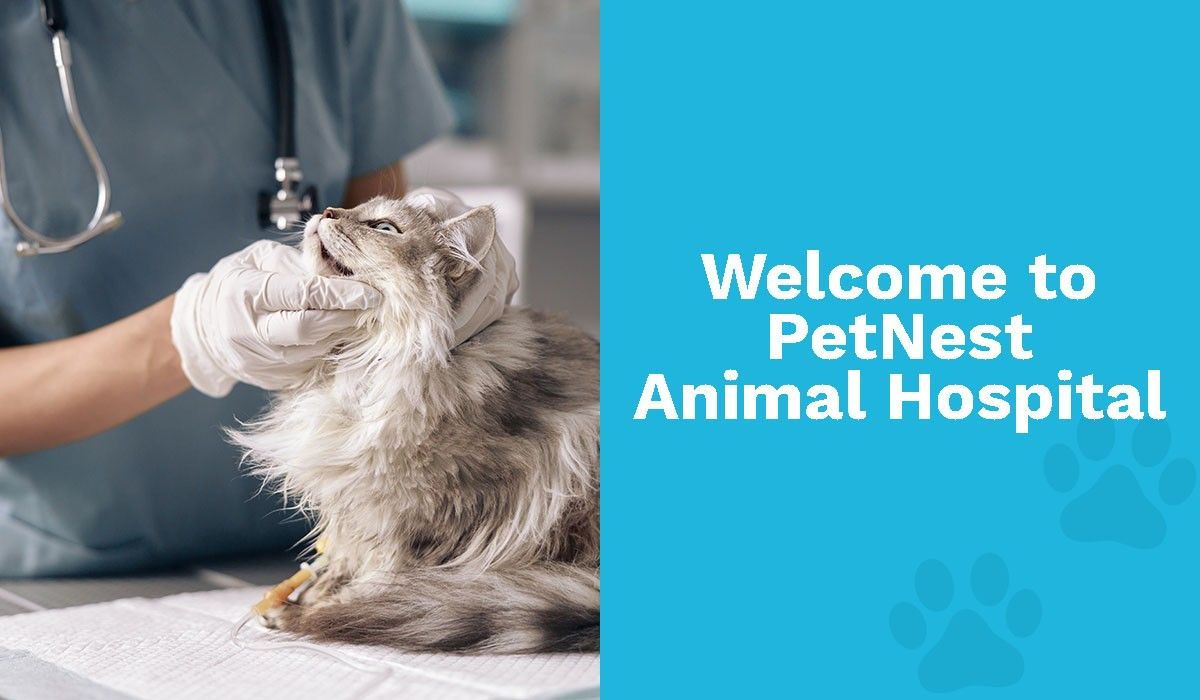Welcome to PetNest Animal Hospital