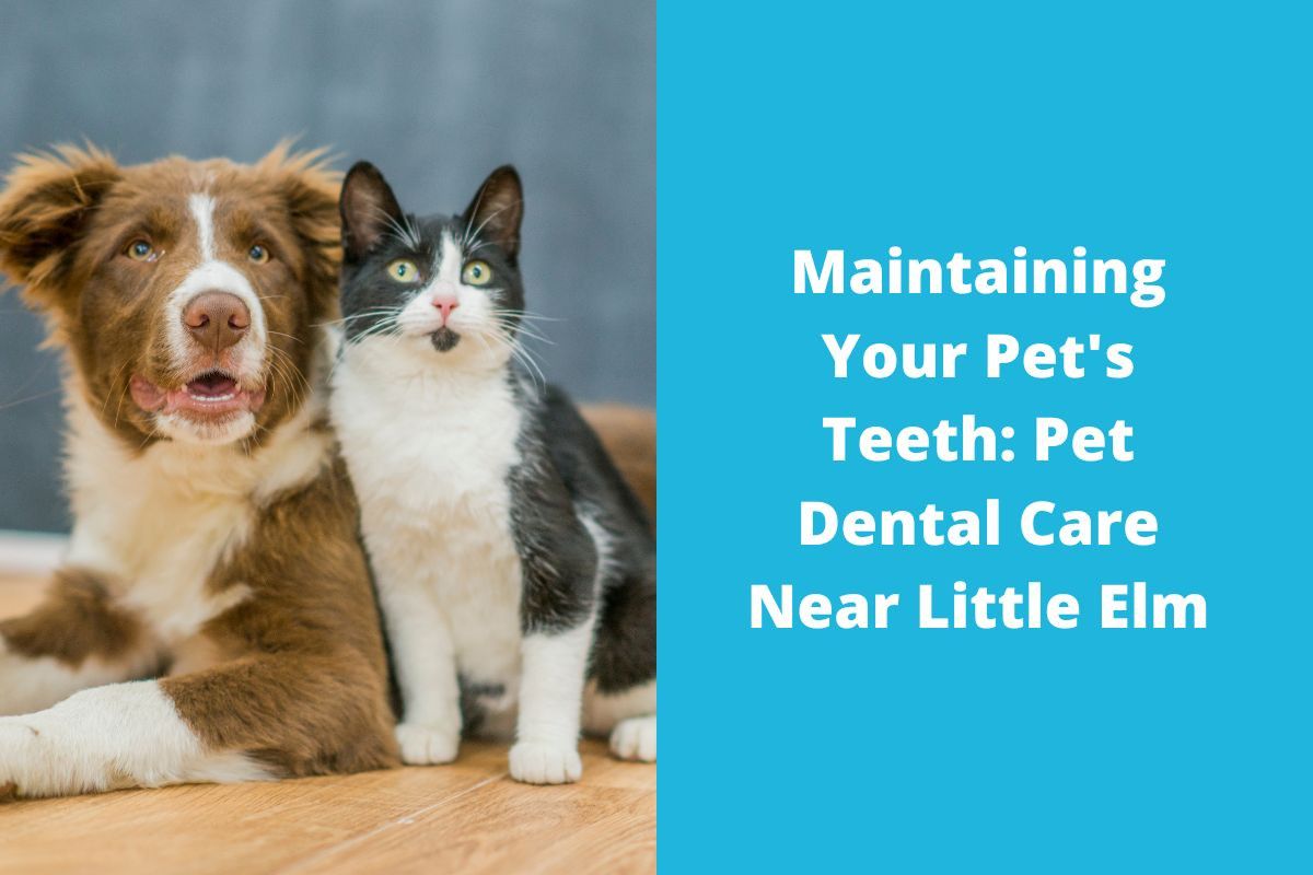 20220929-074909Maintaining-Your-Pets-Teeth-Pet-Dental-Care-Near-Little-Elm