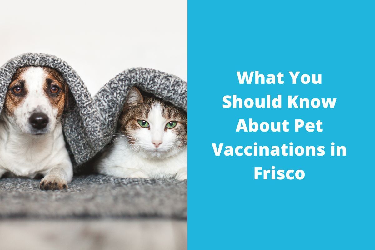 20221003-072822What-You-Should-Know-About-Pet-Vaccinations-in-Frisco-1