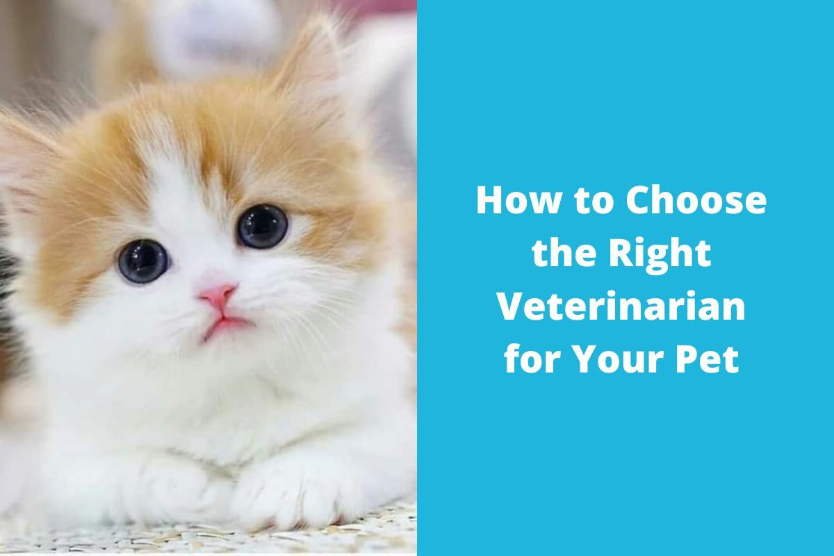 20221104-044254How-to-Choose-the-Right-Veterinarian-for-Your-Pet