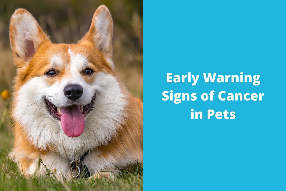 20221206-083127Early-Warning-Signs-of-Cancer-in-Pets