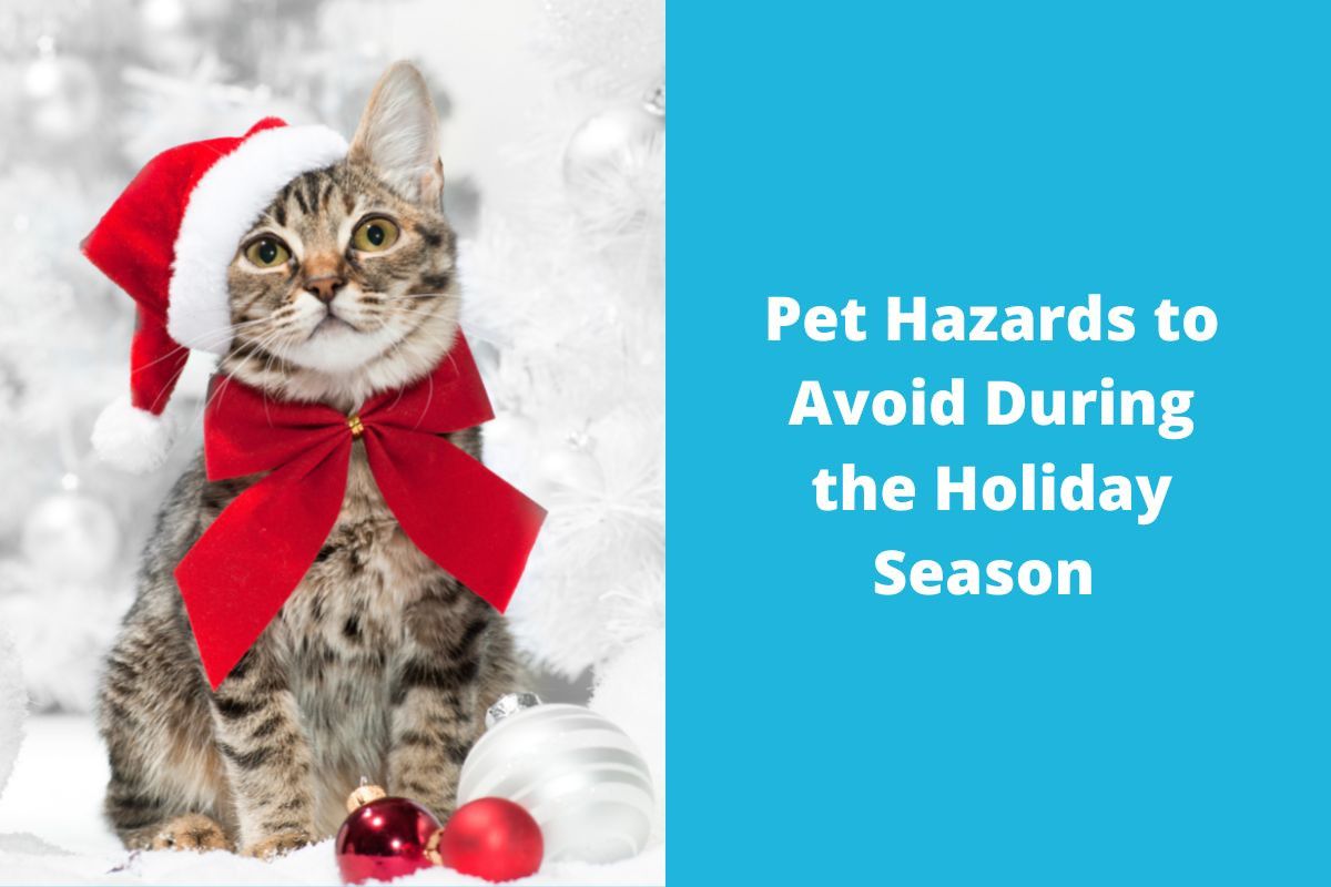 20221215-073253Pet-Hazards-to-Avoid-During-the-Holiday-Season-