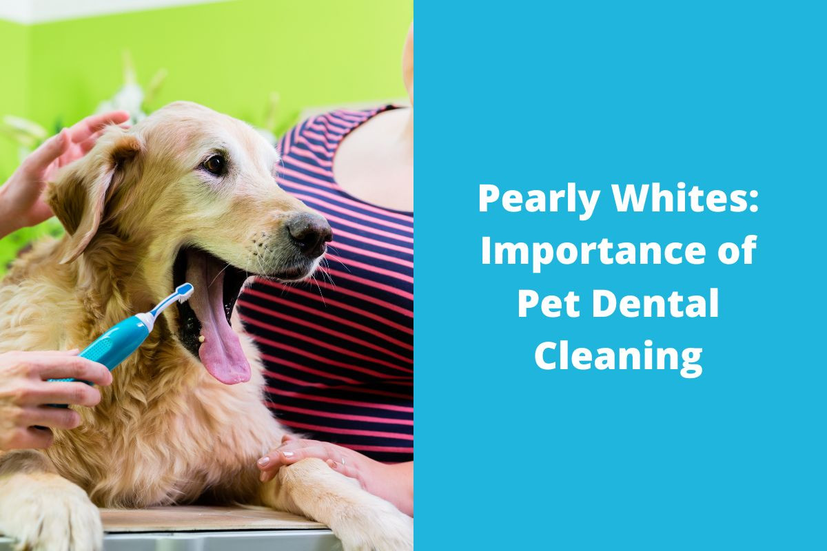 20230701-051623Pearly-Whites-Importance-of-Pet-Dental-Cleaning-5