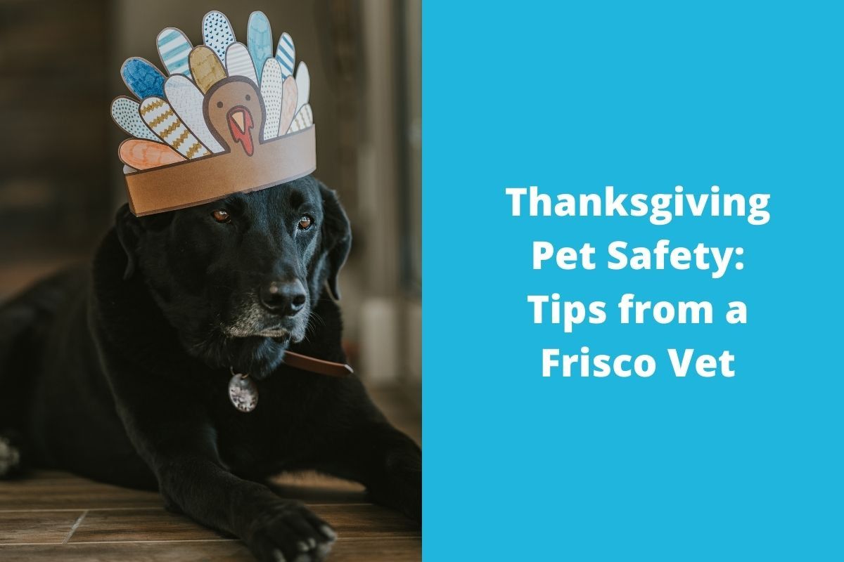 Thanksgiving Pet Safety: Tips from a Frisco Vet