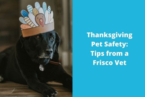 Thanksgiving-Pet-Safety-Tips-from-a-Frisco-Vet