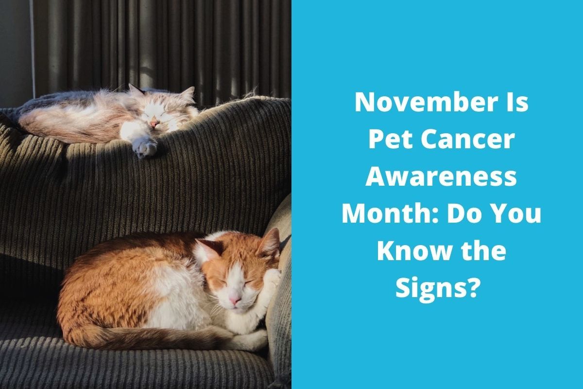 November Is Pet Cancer Awareness Month: Do You Know the Signs?