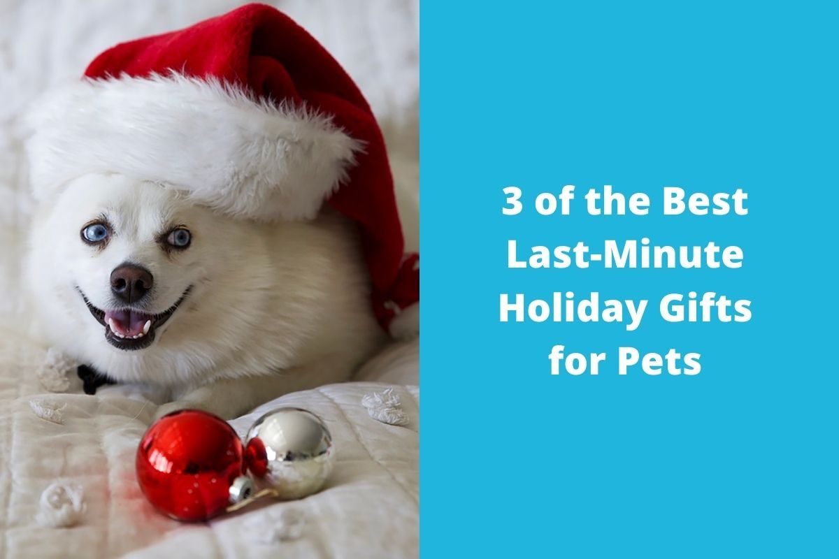 3 of the Best Last-Minute Holiday Gifts for Pets