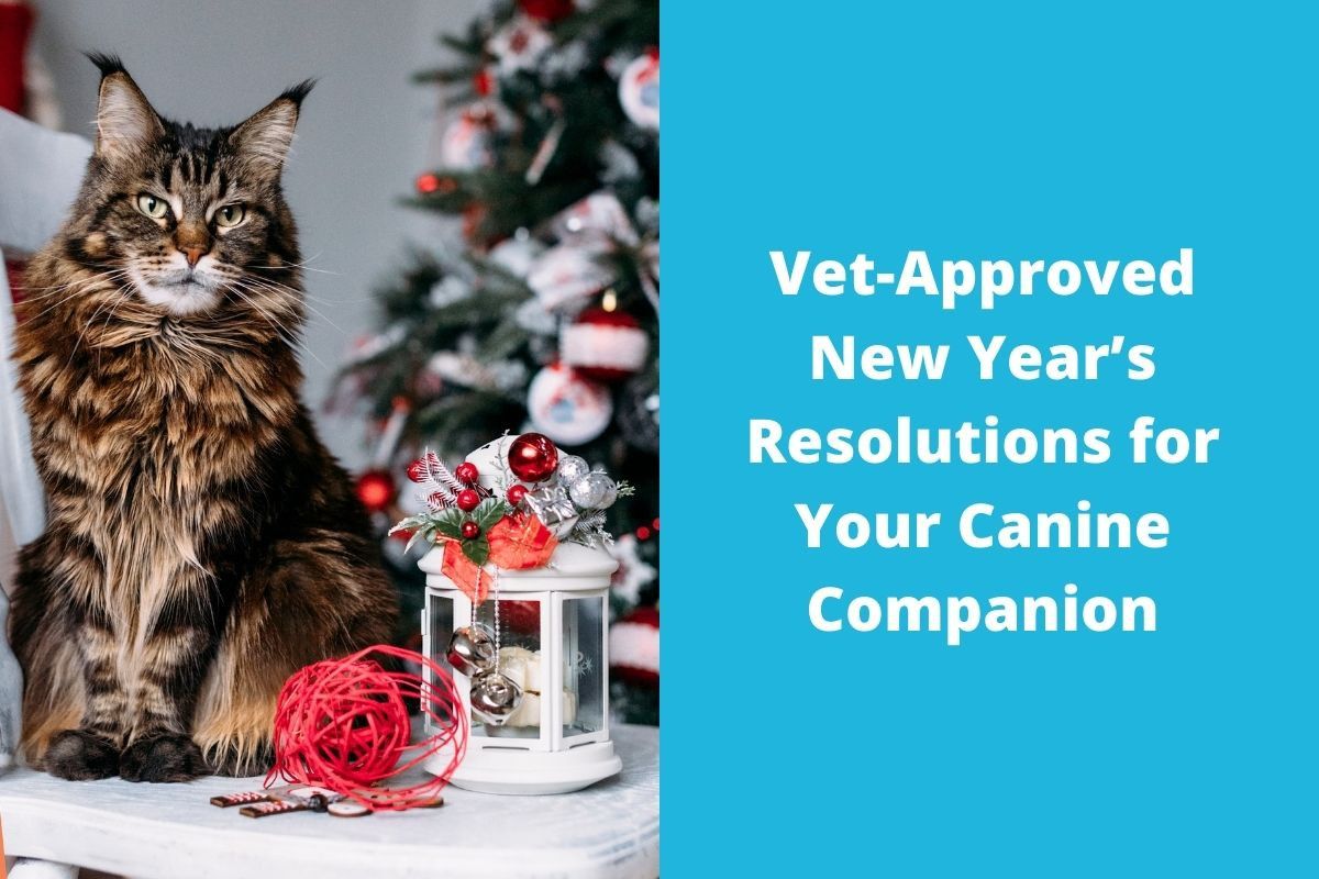Vet-Approved New Year’s Resolutions for Your Canine Companion