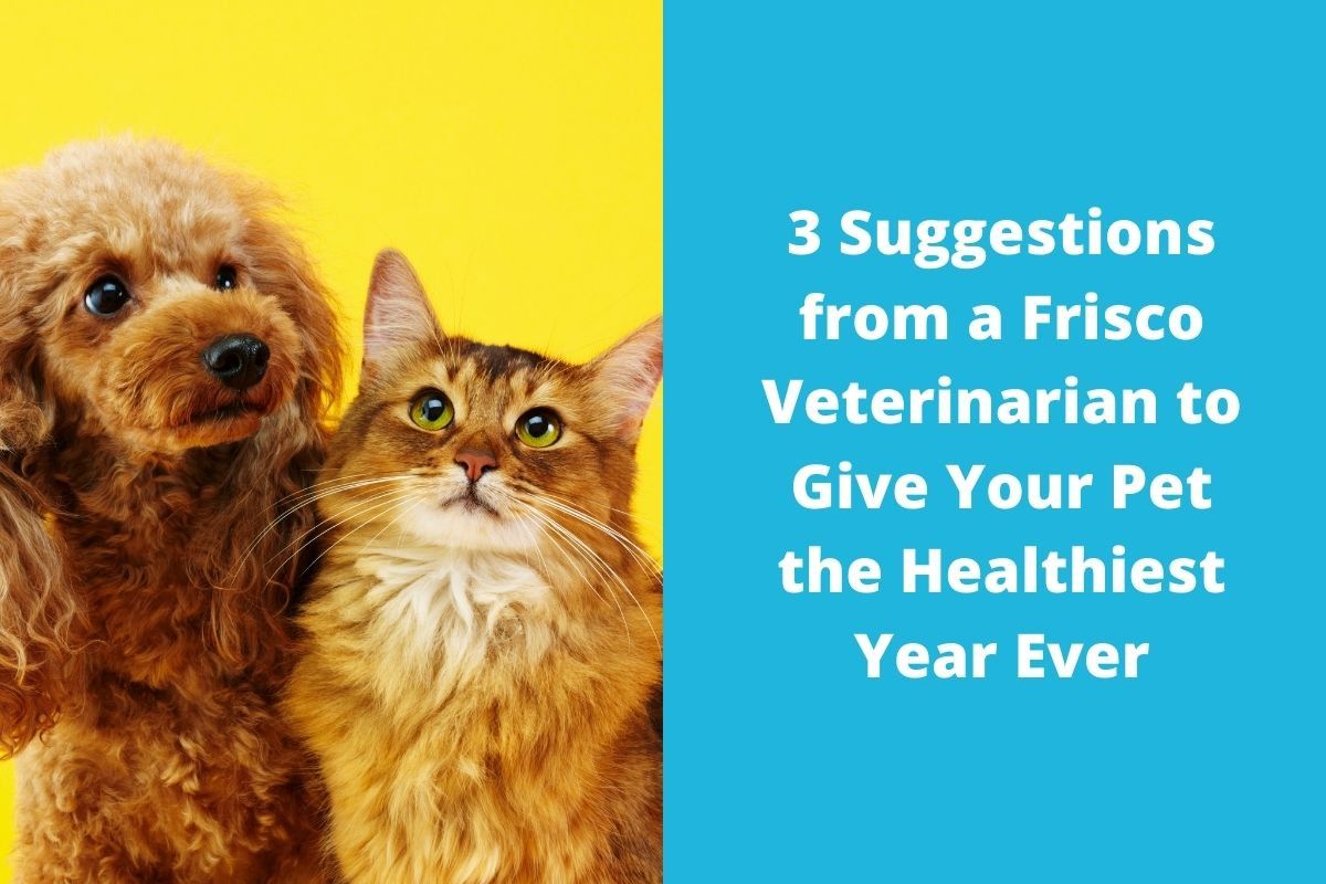 20220121-0836183-Suggestions-from-a-Frisco-Veterinarian-to-Give-Your-Pet-the-Healthiest-Year-Ever