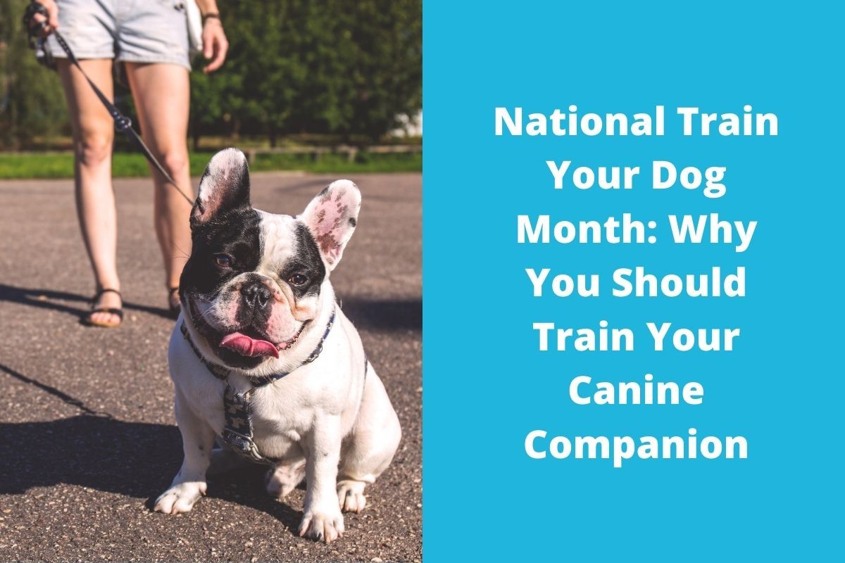 20220127-015519National-Train-Your-Dog-Month-Why-You-Should-Train-Your-Canine-Companion