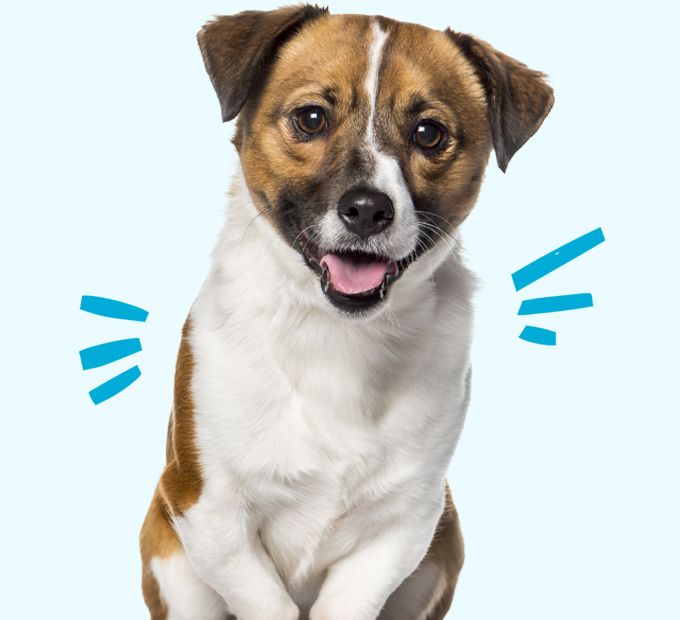 small mixed breed dog sitting on blue background