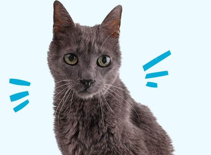 old gray cat on blue background