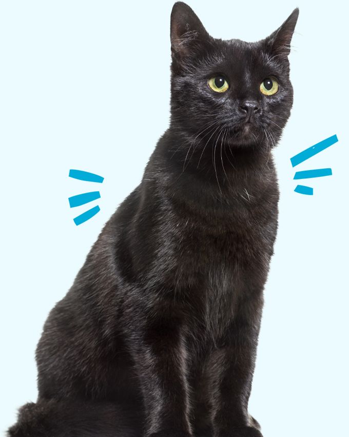 mixed breed black cat with green eyes sitting on blue background