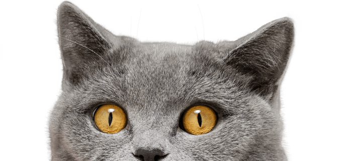 gray scottish cat with yellow eyes on transparent background