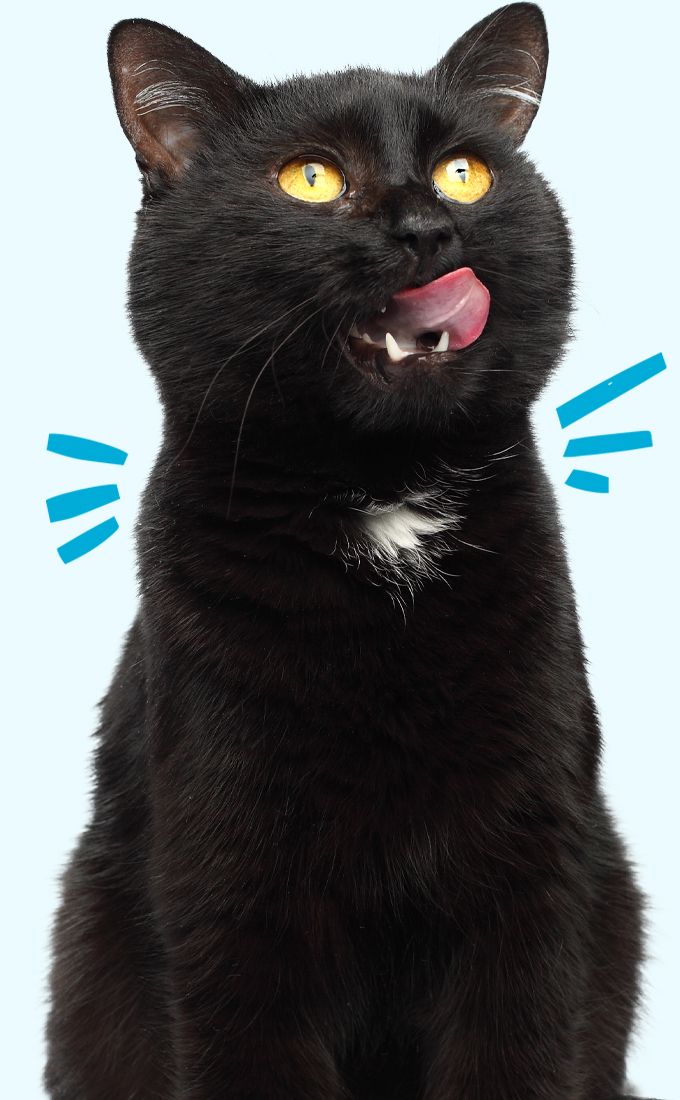 black cat with his tongue out on blue background
