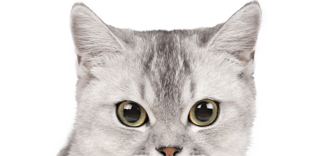 gray scottish cat on transparent background