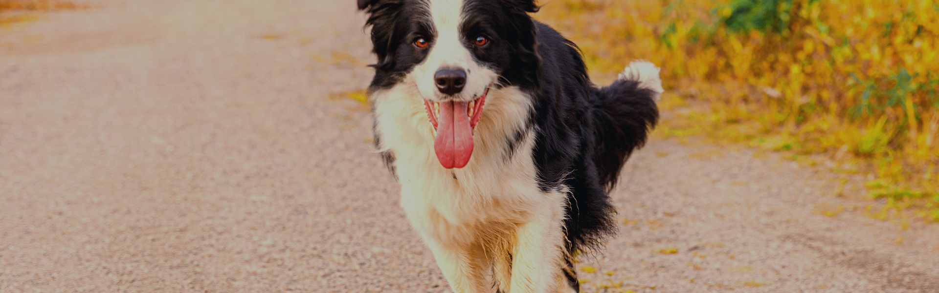 smiling border collie dog at the park