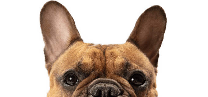 brown french bulldog looking at the camera on transparent background