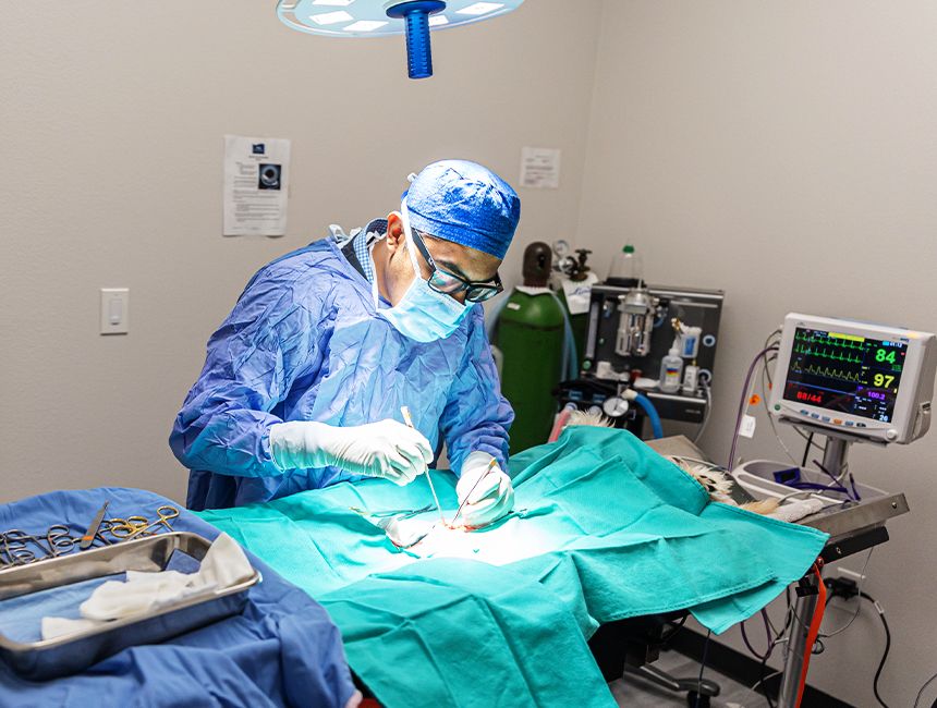 doctor rahman performing sterilization surgery on a dog