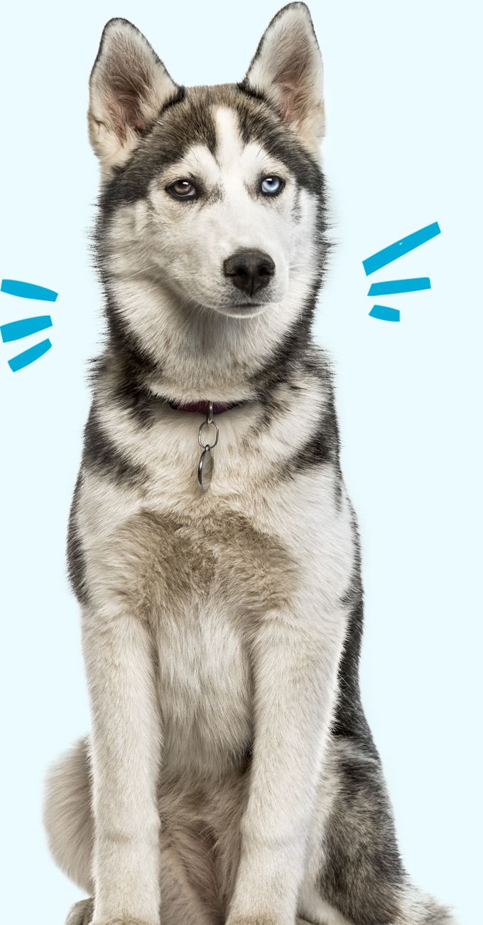 siberian husky dog on blue background