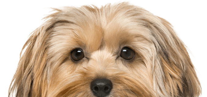 yorkshire terrier dog on transparent background