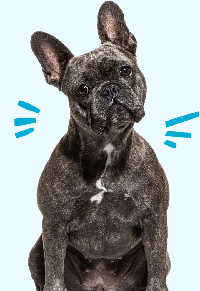 french bulldog sitting and looking at the camera on blue background