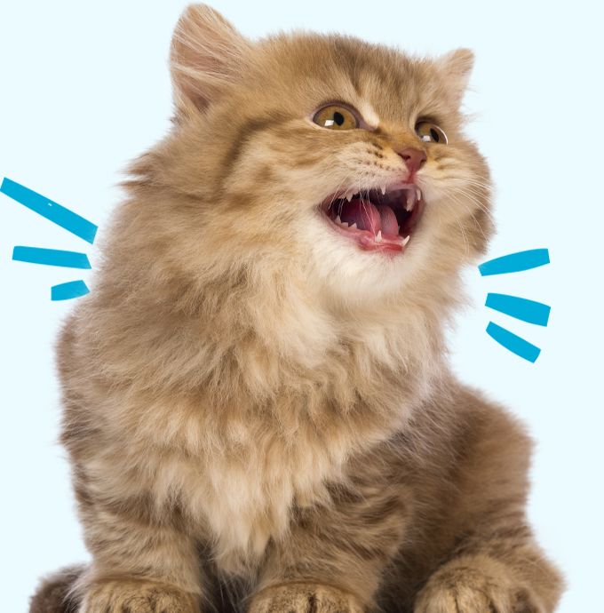 british longhair kitten meowing on blue background