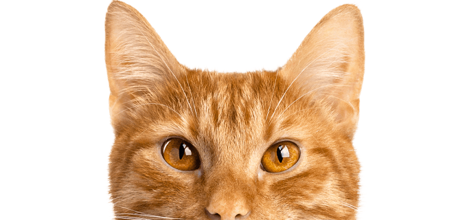 ginger cat looking at the camera with transparent background