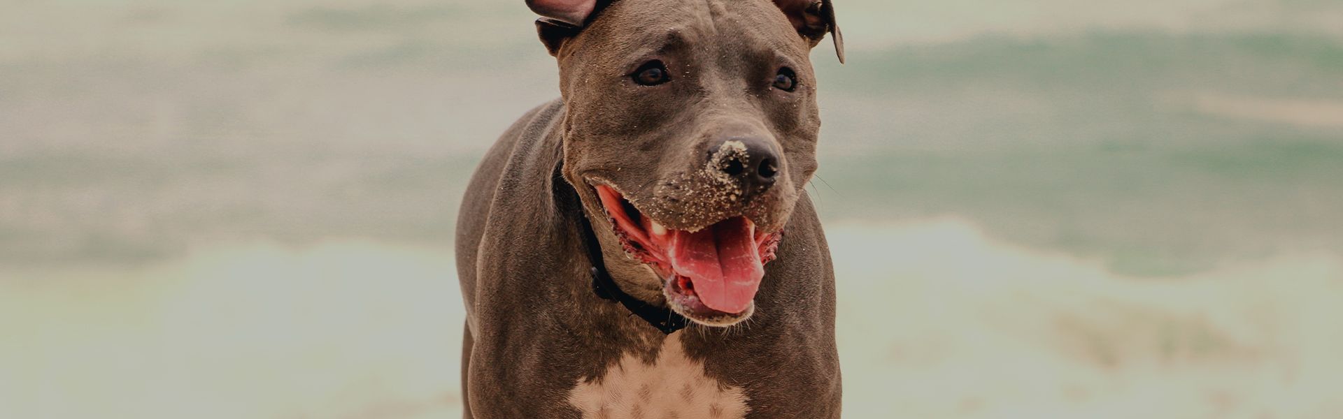smiling pitbull dog at the beach