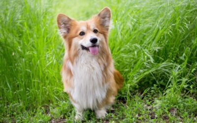 Early Warning Signs of Cancer in Pets