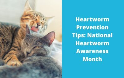 Heartworm Prevention Tips: National Heartworm Awareness Month