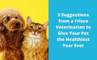 3 Suggestions from a Frisco Veterinarian to Give Your Pet the Healthiest Year Ever