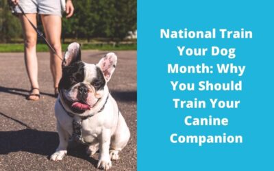 National Train Your Dog Month: Why You Should Train Your Canine Companion