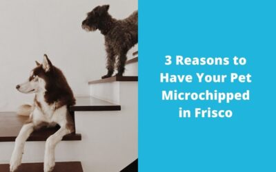 3 Reasons to Have Your Pet Microchipped in Frisco