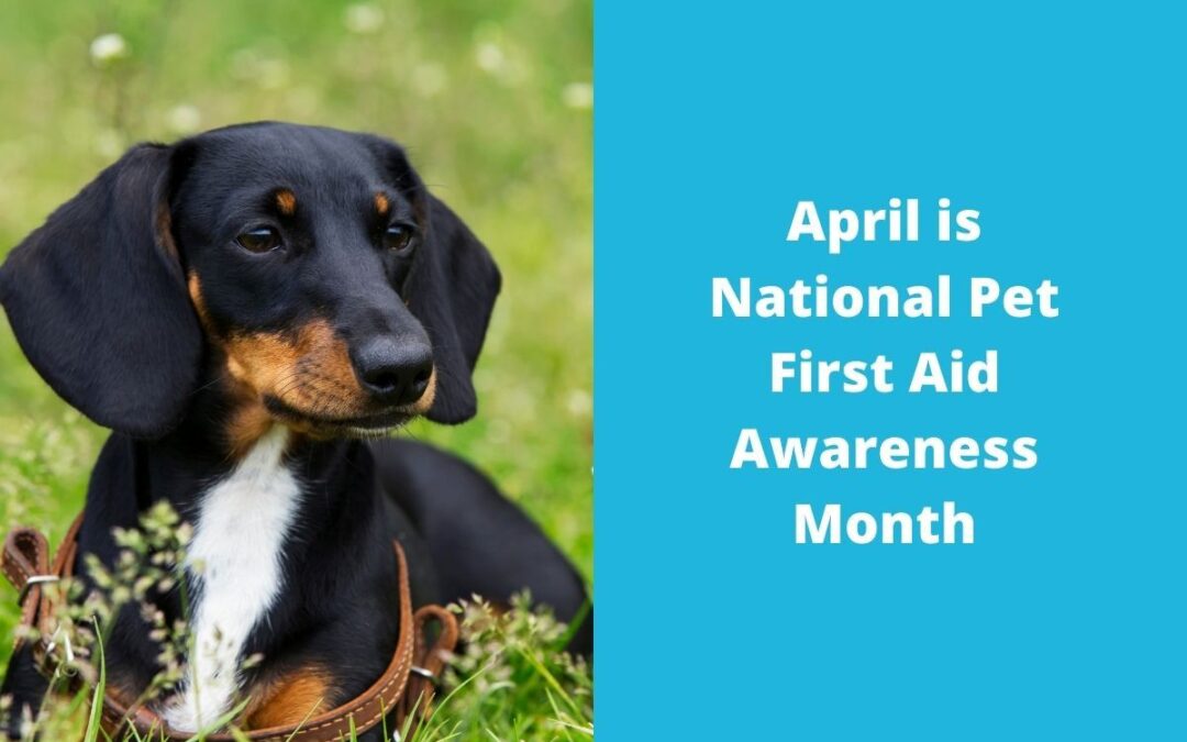 April is National Pet First Aid Awareness Month