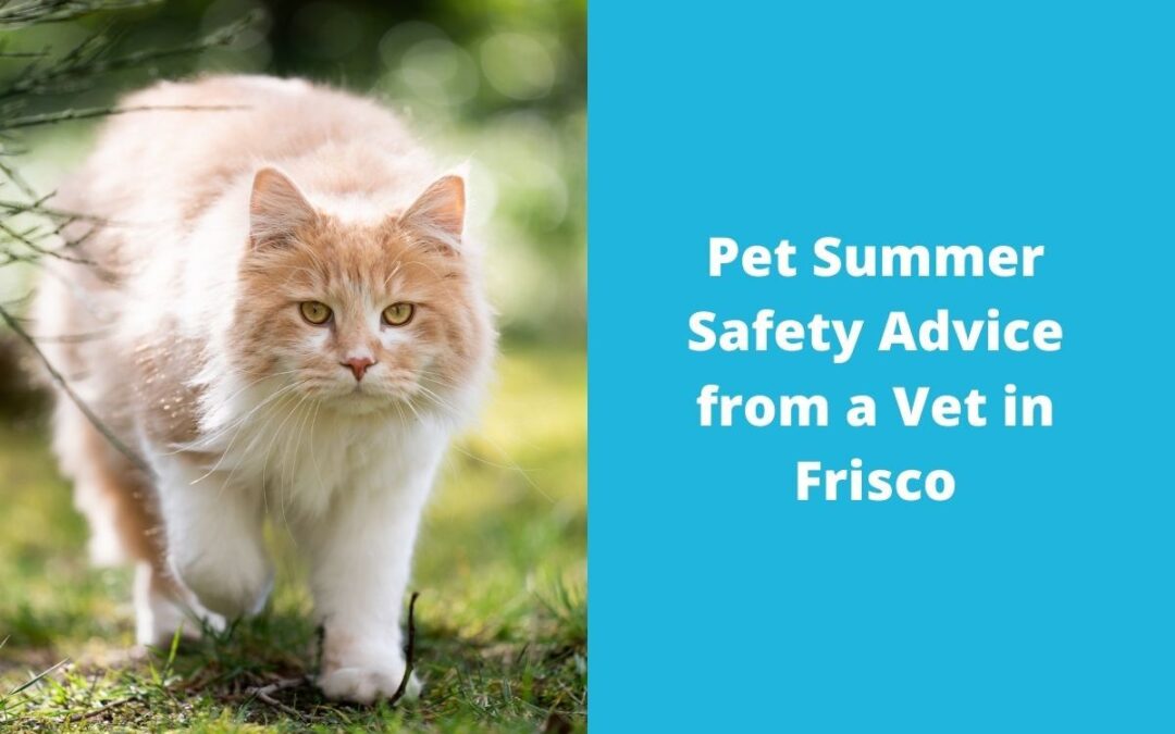 Pet Summer Safety Advice from a Vet in Frisco