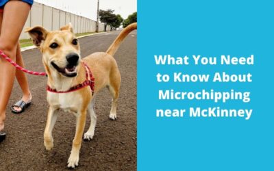 What You Need to Know About Microchipping near McKinney